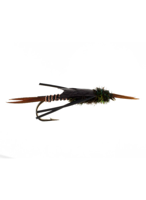 Copper Stonefly : Black