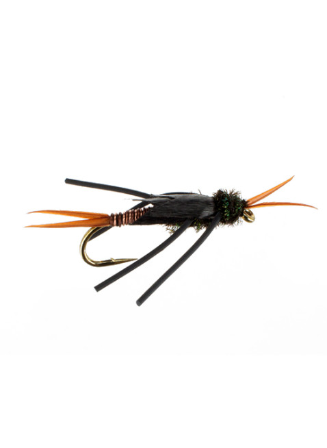 Copper Stonefly : Brown