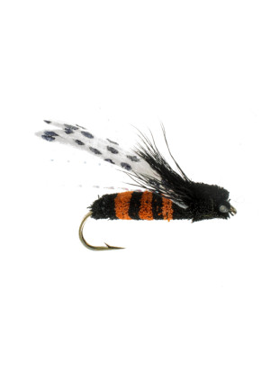 Cicada : Orange + Black