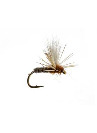 Cranefly-Deschutes