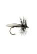 Early Black Stonefly #2